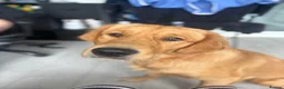 Golden Retriever dogs for sale: KC GOLDEN Retriever Boy   - Advert 3