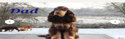Cocker Spaniel dogs for sale: Stunning KC registered show cocker puppies - Advert 6