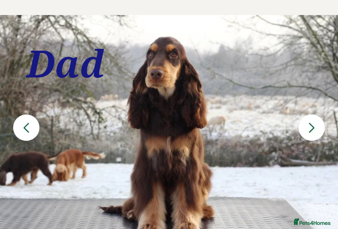 Cocker Spaniel dogs for sale: Stunning KC registered show cocker puppies - Advert 6