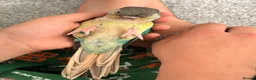 Conures birds for sale: Ready Now: Hand-Reared Baby Conures - Advert 12