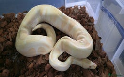 Python Snake reptiles for sale: Royal Python Babies and Adults - Image 3