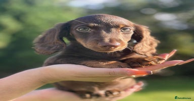 Miniature Dachshund dogs - Advert 10