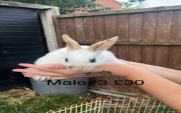 English Spot rabbits for sale: 9 x Adorable baby rabbits for sale  - Image 5