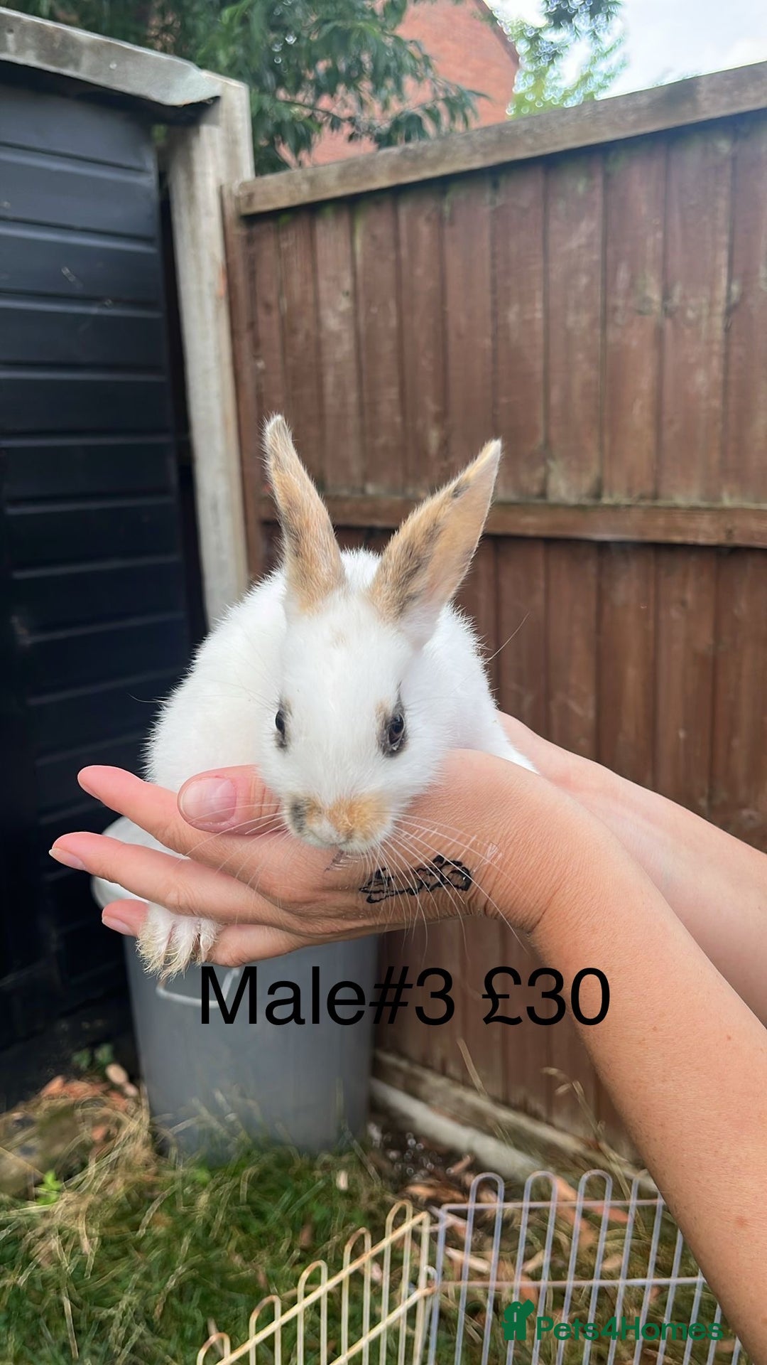 English Spot rabbits for sale: 9 x Adorable baby rabbits for sale  - Image 5