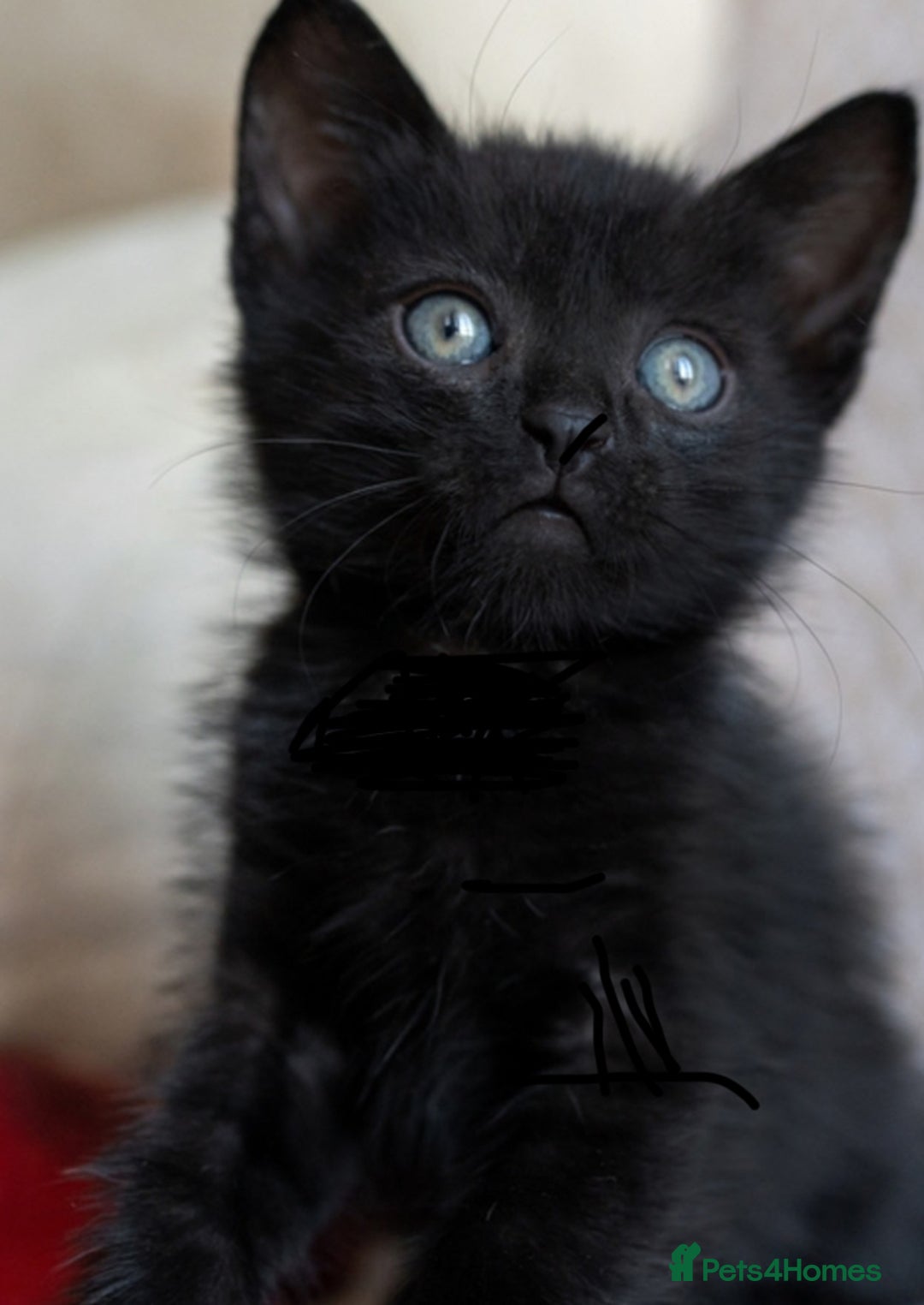 Savannah cats for sale: Stunning Savannah Cross kittens, ready now - Advert 11