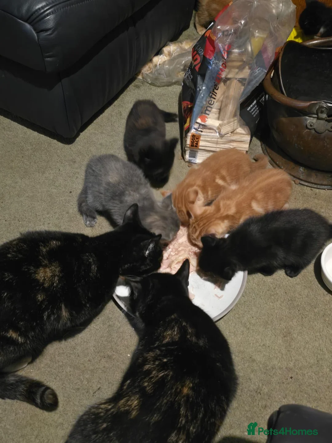 Mixed Breed cats for sale: 7 kittens for sale  - Advert 17