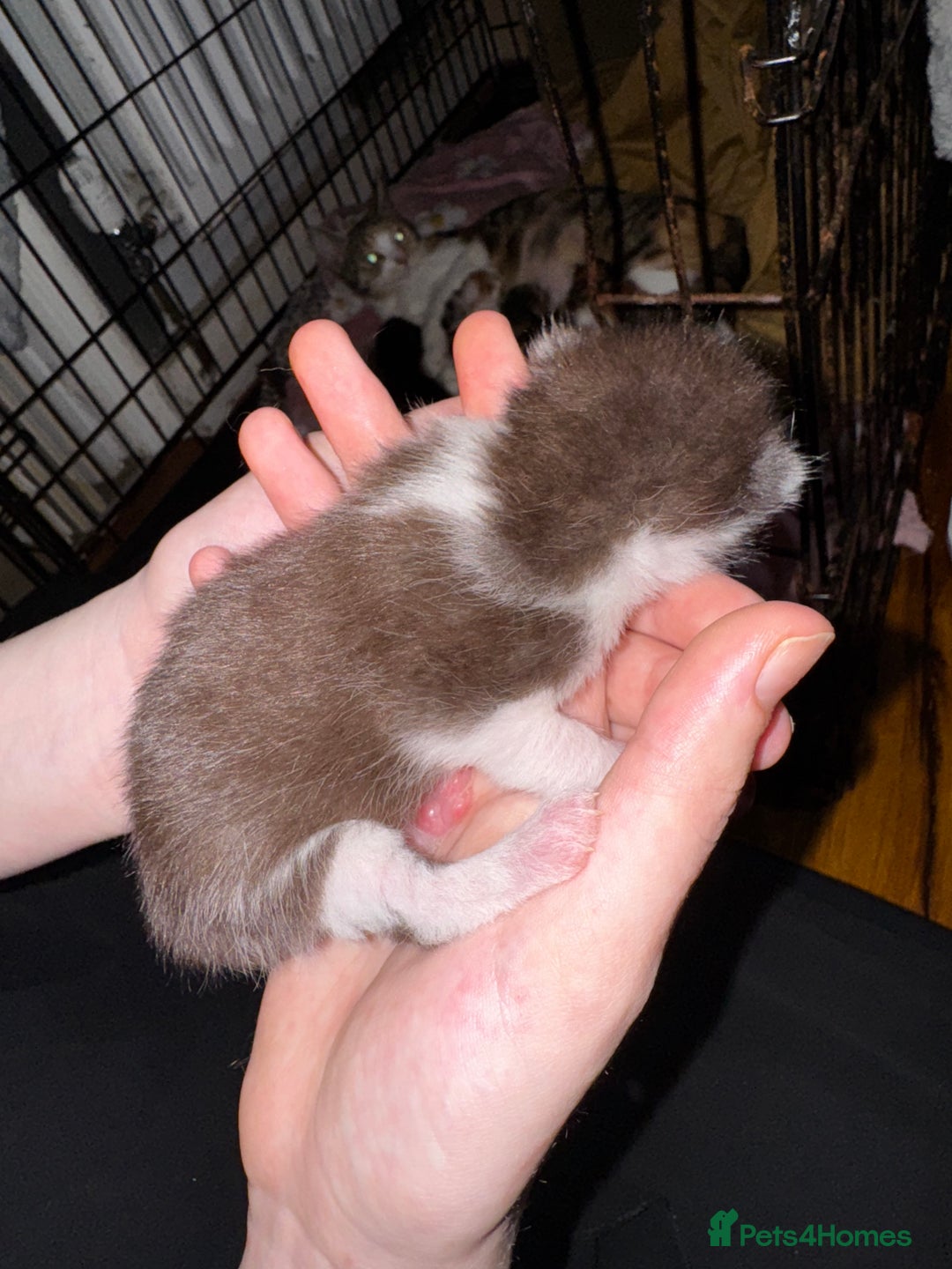Mixed Breed cats for sale: 7 Mixed Kittens - Ginger, Tabby, Calico, White - Image 11