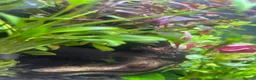 Plecos fish for sale: Normal and albino bristle nose pleco  - Advert 5