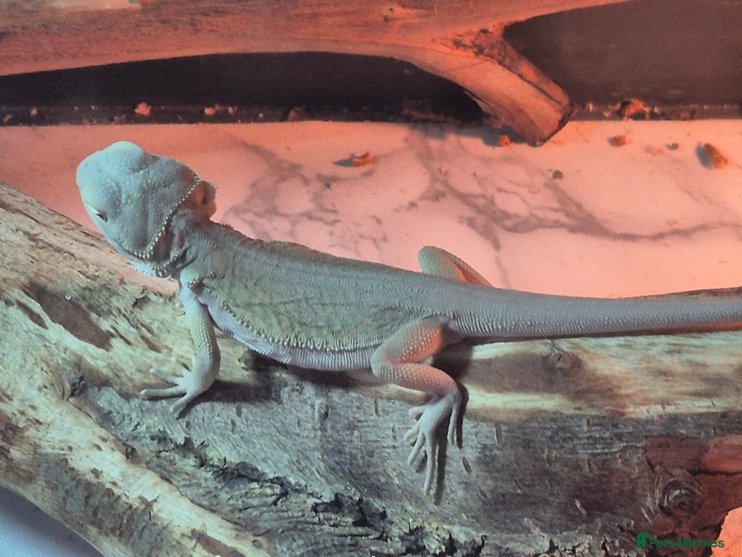 Bearded Dragon reptiles for sale: Bearded dragons  babies  - Advert 29