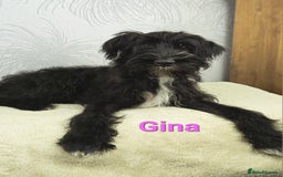 Australian Labradoodle dogs for sale: Australian Labradoodle × Fox Terrier Puppies - Image 14