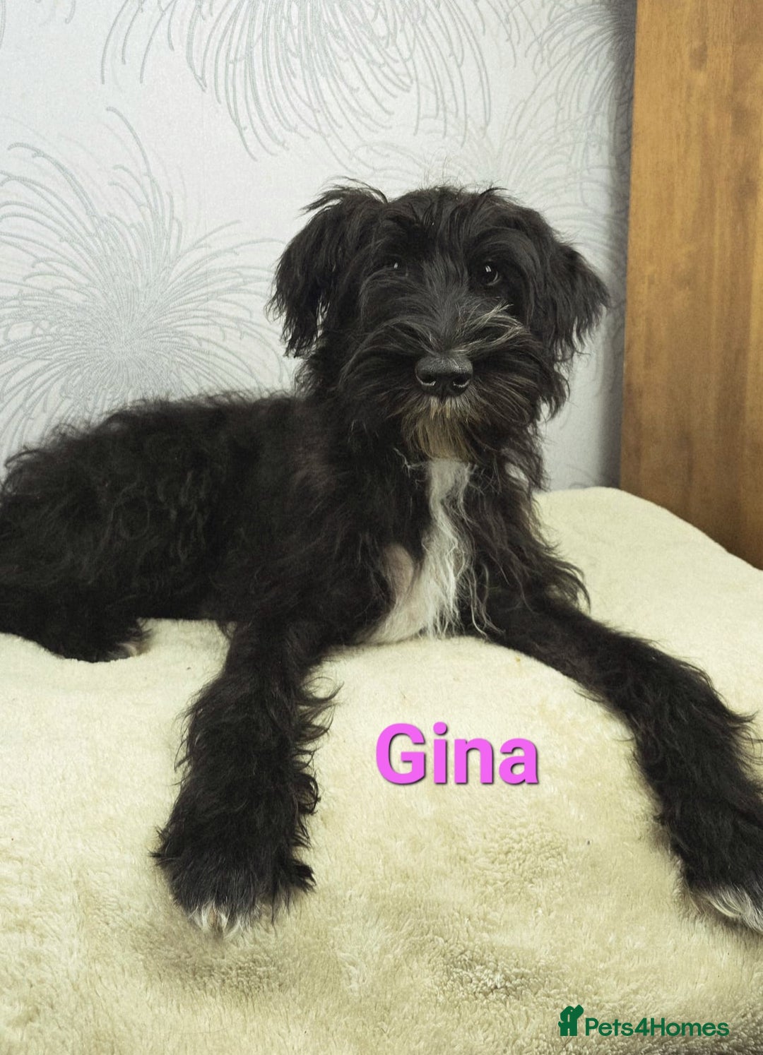 Australian Labradoodle dogs for sale: Australian Labradoodle × Fox Terrier Puppies - Image 14