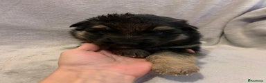 German Shepherd Puppy 3