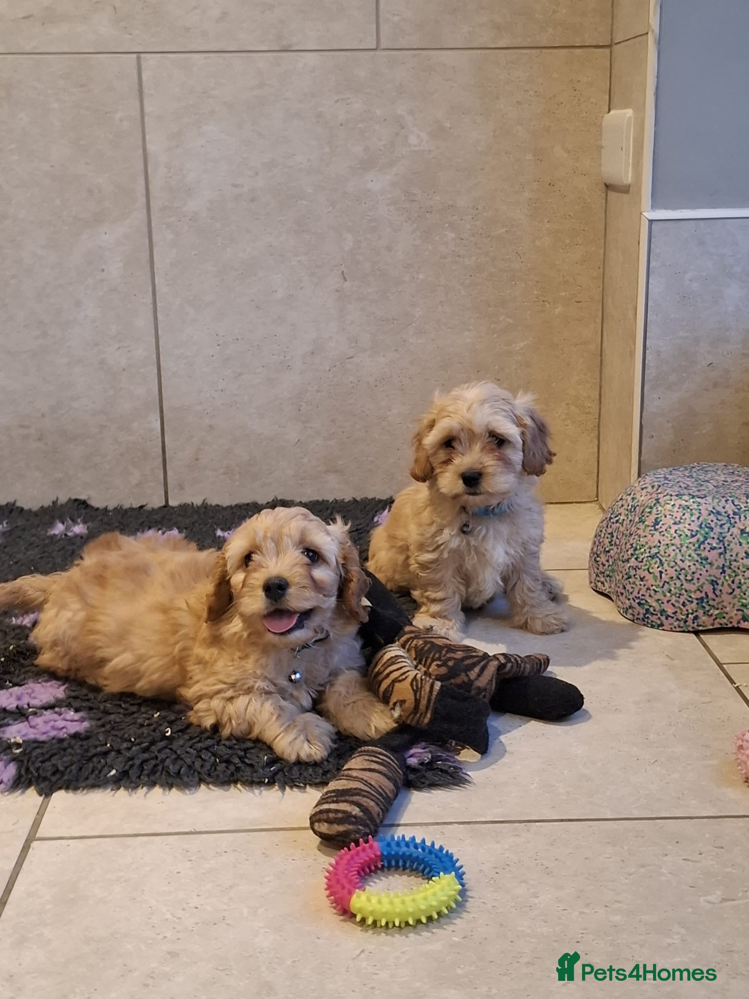 Cavachon dogs Beautiful Cavachon puppies 🤍 - Advert 1