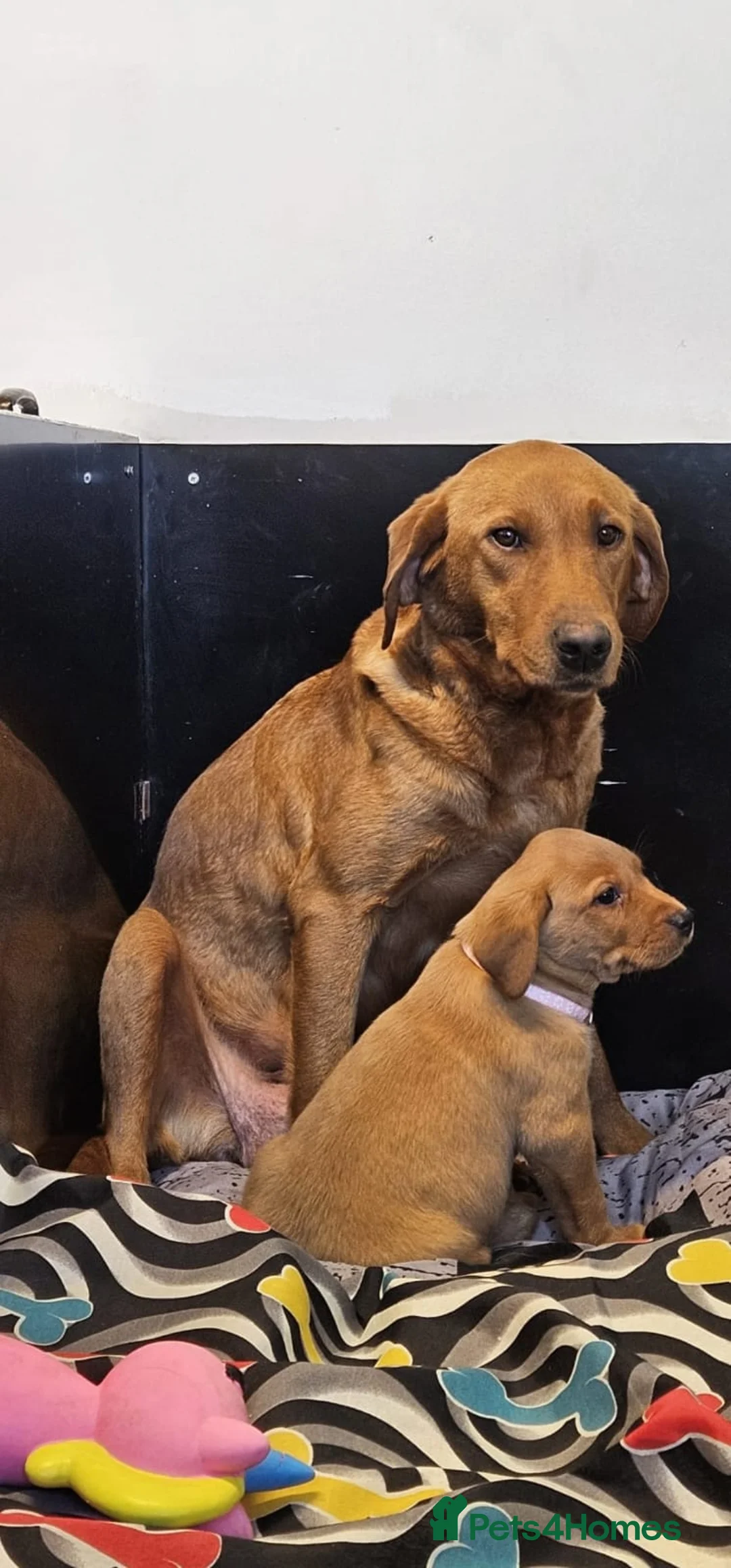 Labrador Retriever dogs for sale: KC Reg Stunning Fox Red/Yellow Labrador Puppies - Advert 12