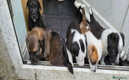 Mixed Breed dogs for sale: 5 Collie x whippet puppies - Image 3