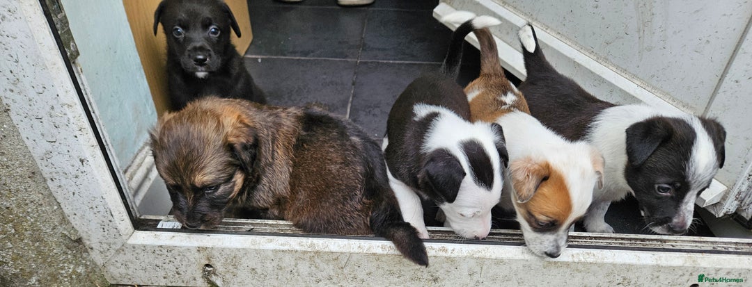 Mixed Breed dogs for sale: 5 Collie x whippet puppies - Image 3