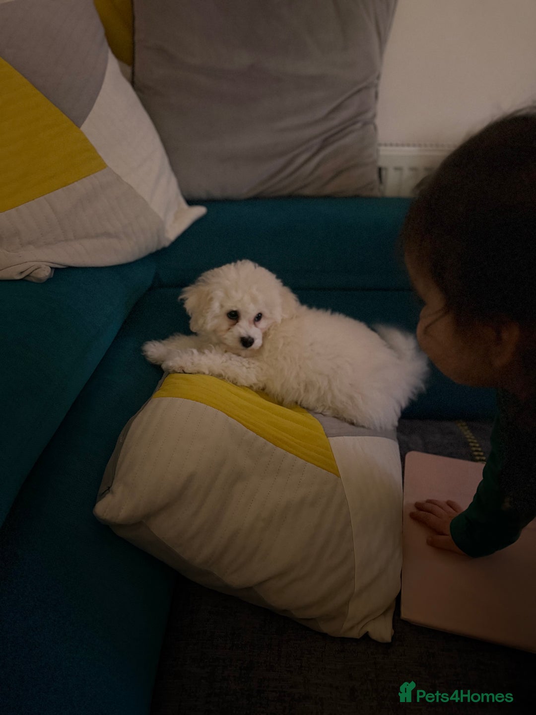 Bichon Frise dogs for sale: ✨ Bichon Frisé Puppies from Champion Bloodlines ✨ - Advert 32