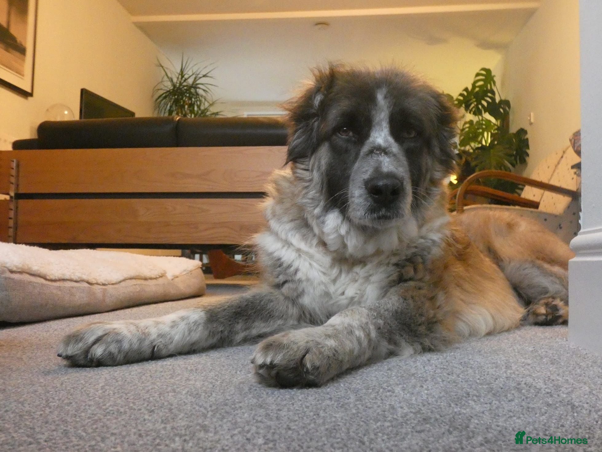 Mixed Breed dogs Peggy  - Advert 1