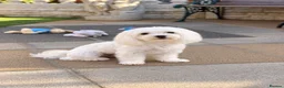 Maltese dogs for sale: Stunning girl looking for a loving family ♥️ - Advert 2