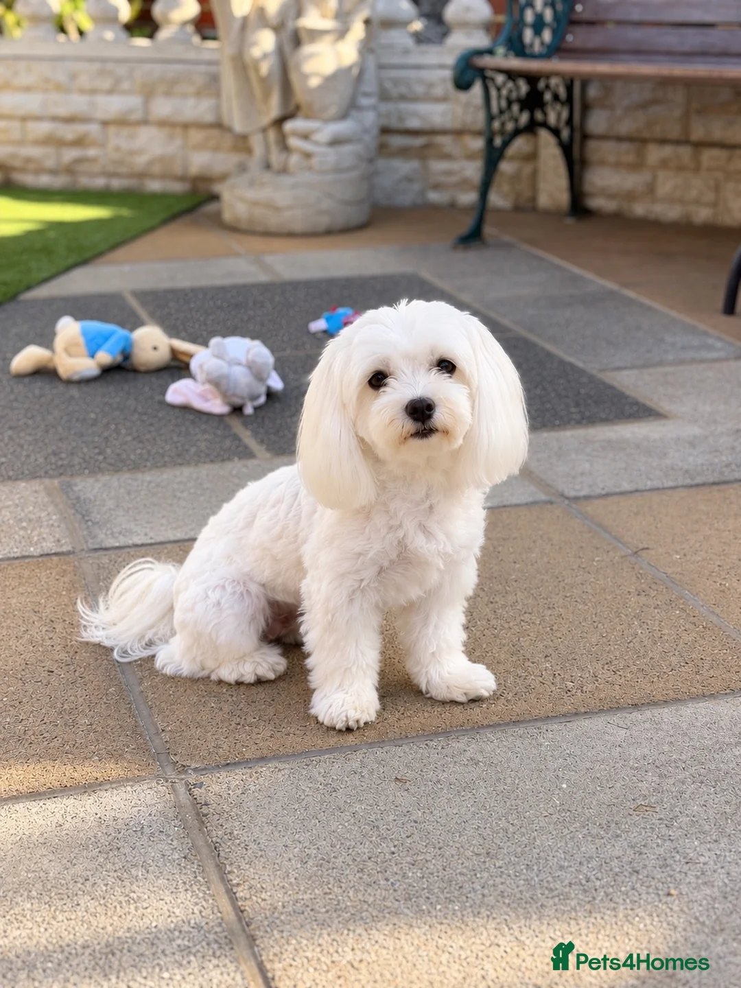 Maltese dogs for sale: Stunning girl looking for a loving family ♥️ - Advert 2