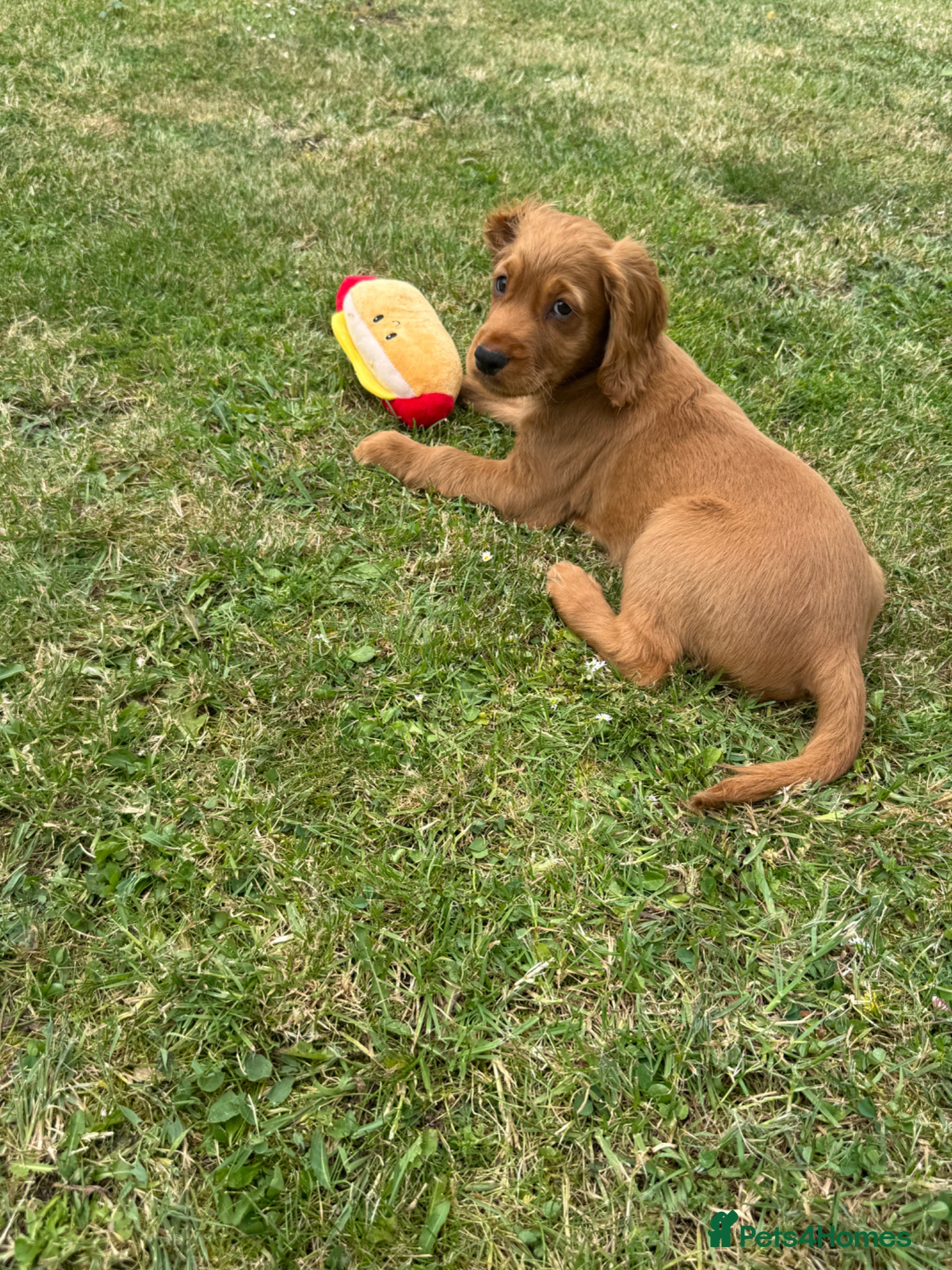 Cocker Spaniel dogs for sale: Beautiful cocker spaniel puppies *3 left* - Advert 19
