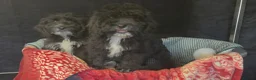 Cockapoo dogs for sale: Adorable cockapoo puppys READY NOW  - Advert 3