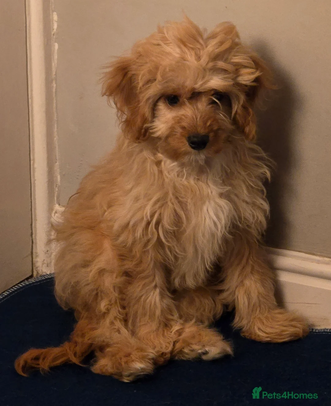 Cavapoo dogs for sale: 🐾Cavapoo: Litter Embark DNA Tested, Sire KC Reg🐾 - Advert 20