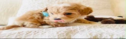 Maltipoo dogs for sale: Stunning F1 Toy Maltipoo Puppies - Boy & Girl - Advert 3