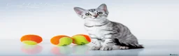 Bengal cats for sale: Rare Silver Bengal Kittens – Boy & Girl Available - Advert 2