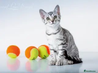 Bengal cats Rare Silver Bengal Kittens – Boy & Girl Available - Advert 2