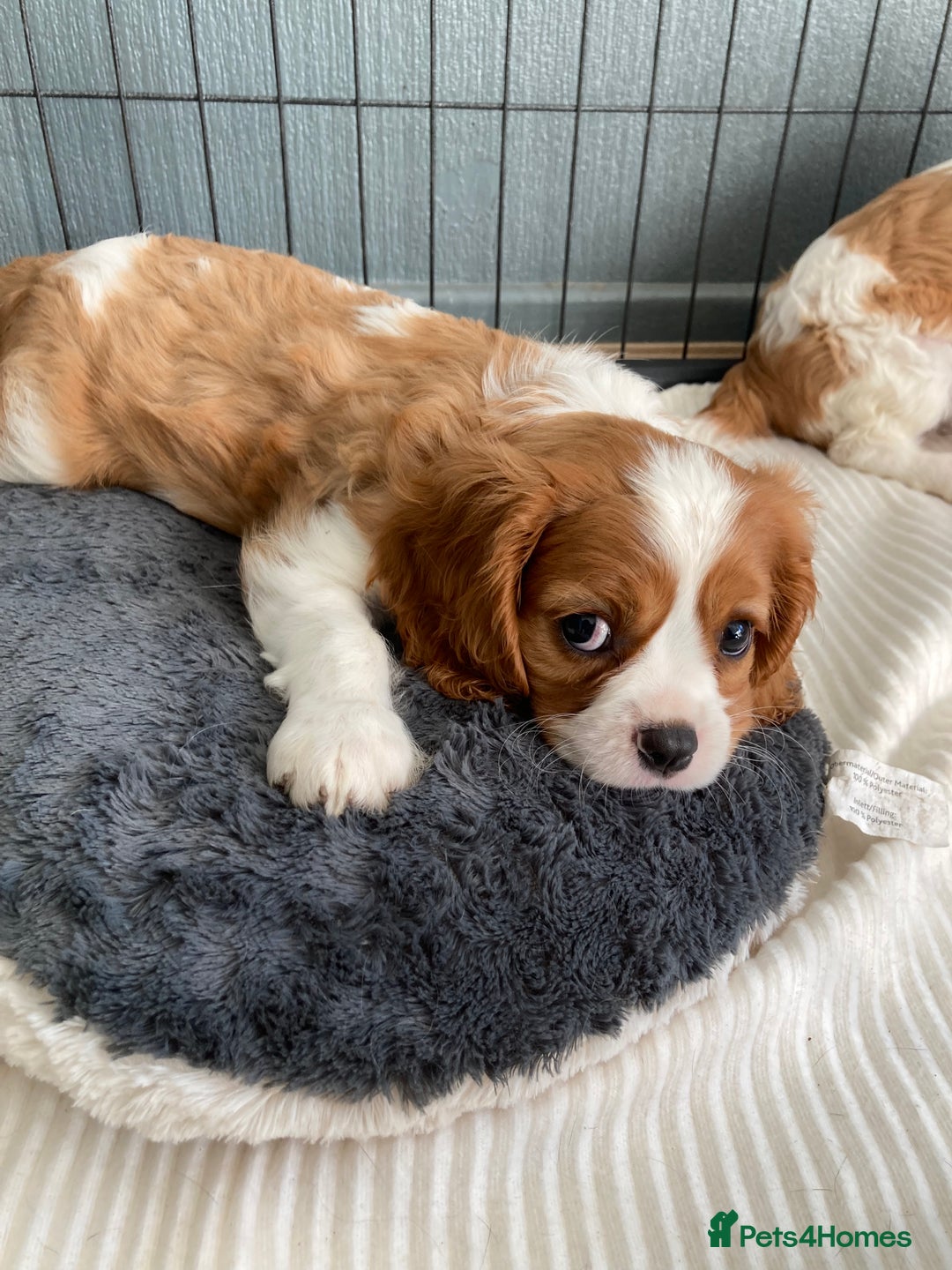 Cavalier King Charles Spaniel dogs for sale: Cavalier King Charles Spaniel! - Image 5