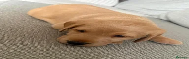 Labrador Retriever 1