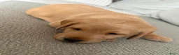 Labrador Retriever dogs for sale: Beautiful litter of puppies  - Advert 15