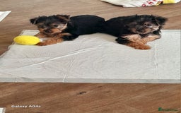 Yorkshire Terrier dogs for sale: Puppies  - Image 1