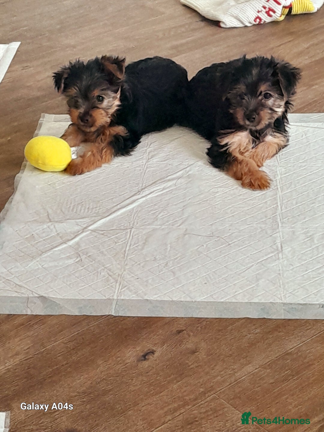 Yorkshire Terrier dogs for sale: Puppies  - Image 1