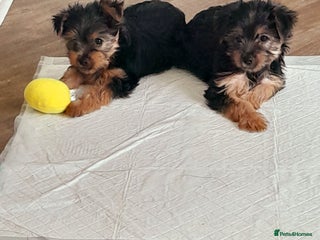 Yorkshire Terrier dogs - Advert 7