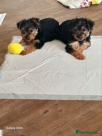 Yorkshire Terrier dogs - Advert 4