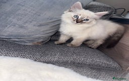 Ragdoll cats for sale: Ragdoll X bengals  - Image 1