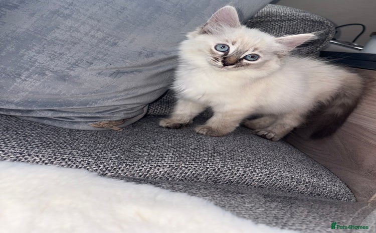 Ragdoll cats - Advert 4