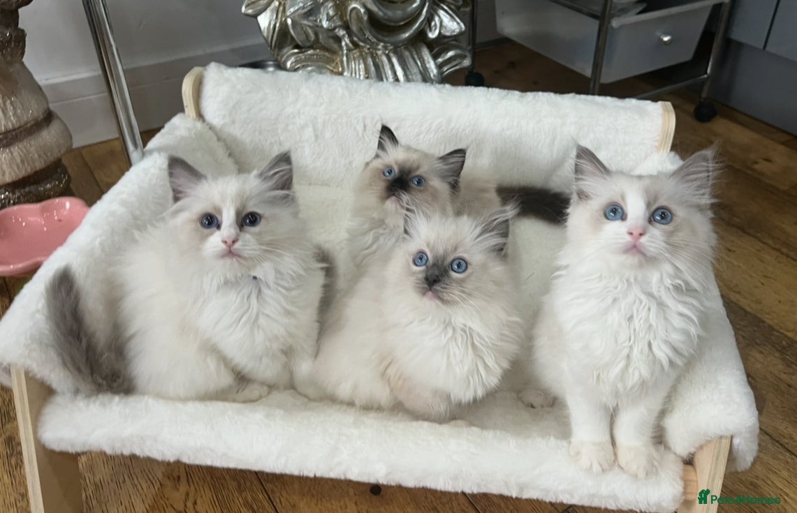 Ragdoll cats Gccf ragdoll kittens imperial grand champion lines - Advert 12