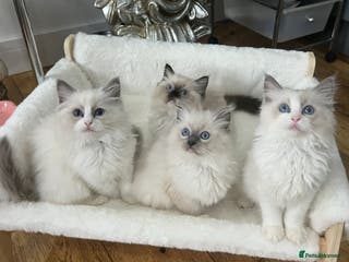 Ragdoll cats Gccf ragdoll kittens imperial grand champion lines - Advert 11