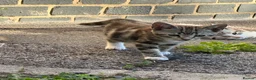 Mixed Breed cats for sale: Gorgeous kittens - Advert 5
