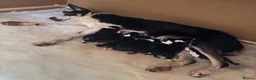Border Collie dogs for sale: Beautiful Border Collie pups - Advert 3