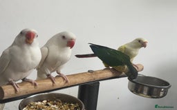 Conures birds for sale: Hand Reared Tame baby conures  - Image 12