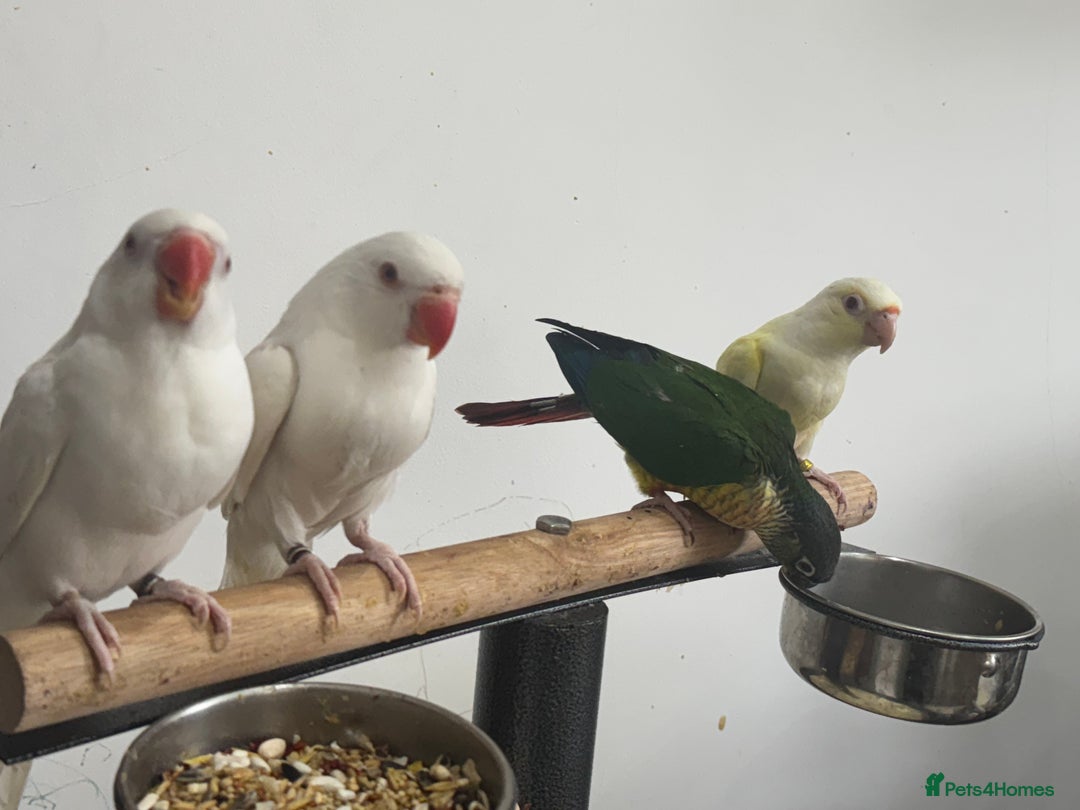 Conures birds for sale: Hand Reared Tame baby conures  - Image 12