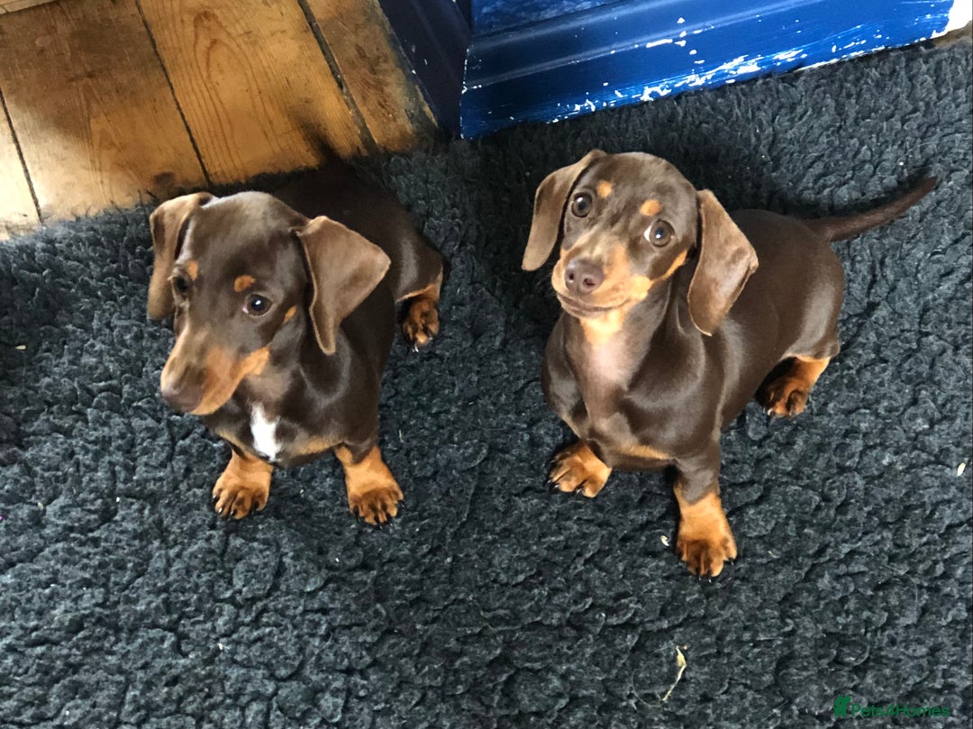 Miniature Dachshund dogs for sale: Choc/Tan 5* licenced breeder Miniature  Dachounds in Catterick Garrison - Image 2