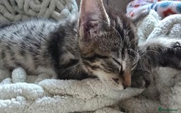 British Shorthair cats for sale: Two female shorthair kittens - must go together - Image 7
