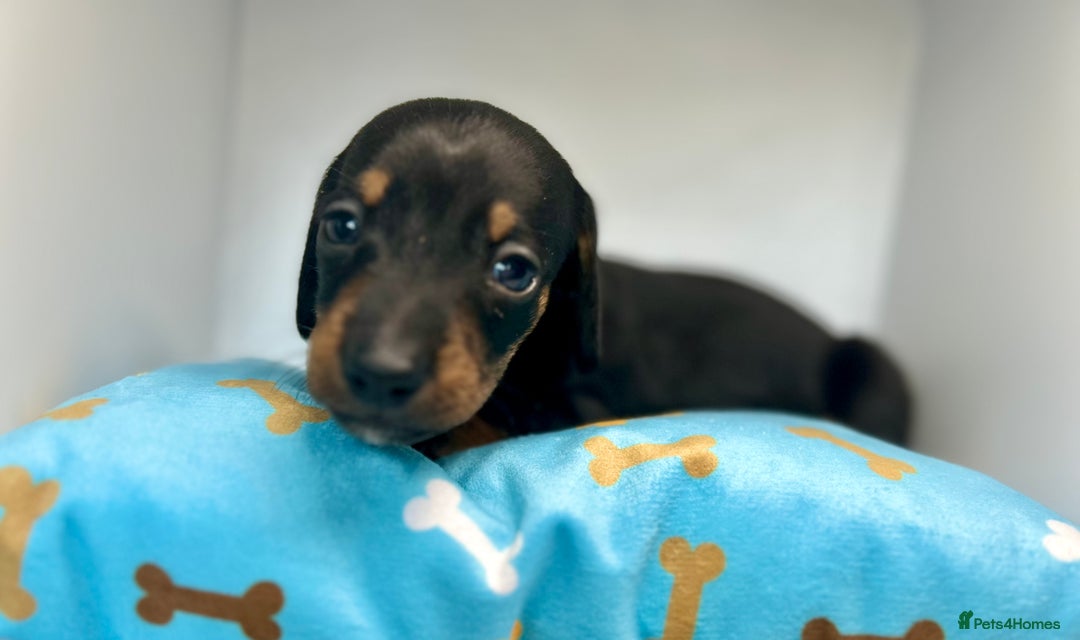 Miniature Dachshund dogs for sale: Miniature Dachshund - 1 Black and tan girl left - Image 28