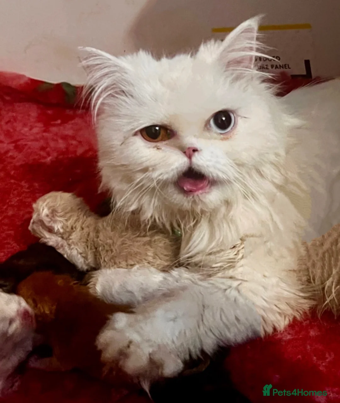 Persian cats for sale: Fluffy Persian kittens 🐱3 left - Advert 1
