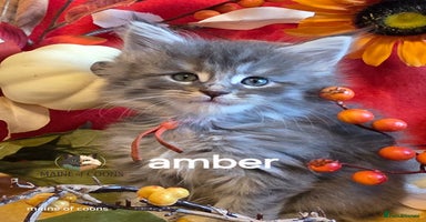 Maine Coon cats - Advert 7